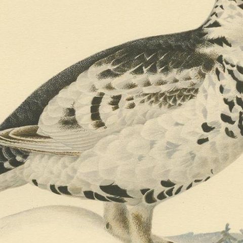 Antique Bird Print of the Black Grouse 'Winter' by Von Wright, 1929, close-up 2