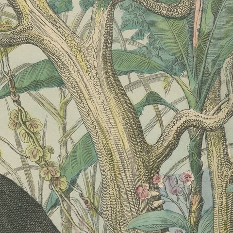 Antique Elephant and Rhinoceros Print with Tapir, Kolb Mammals, circa 1890, close-up 4