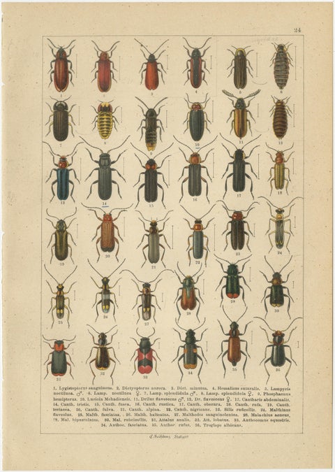 Antique Beetle Chromolithographs, European Coleoptera Plates, Calwer 1893, view 5
