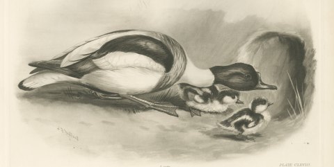 Shelduck with Two Ducklings at a Burrow after Lilian Medland, c. 1909, close-up 1