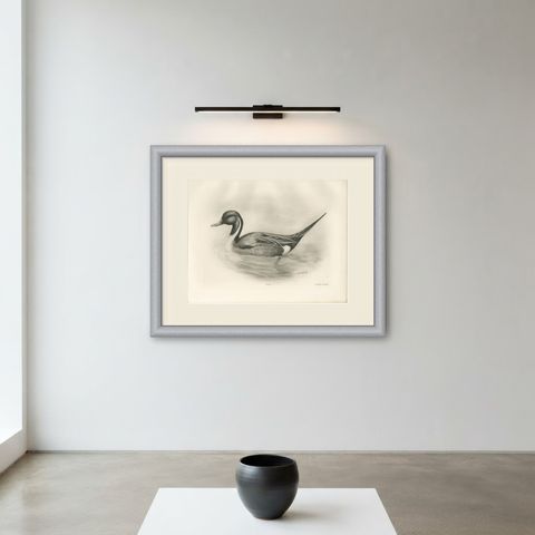 Pintail, Antique Bird Print after Lilian Medland, circa 1909, shown framed on a wall