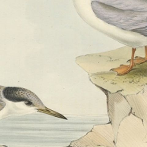 Little Tern, Antique Bird Print by John Gould, Europe Series c.1832, close-up 1