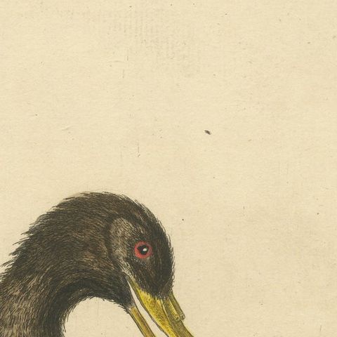 Antique Bird Print of the Great Black Petrel, close-up 1