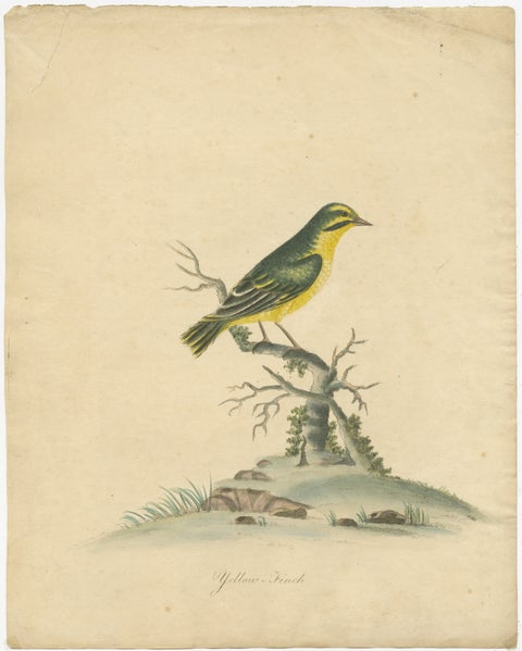 Late 18th-century Hand-Colored Copperplate Engraving of the Yellow Finch, 1794, view 2