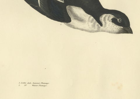 The Little Auk - A Life Seize Study Engraved in Seasonal Plumage by Selby, 1826, close-up 1