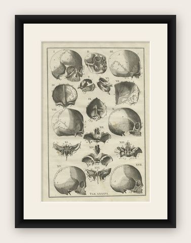 Antique Anatomy Print of the Head, Also Includes the Head of a Monkey, 1798, shown framed