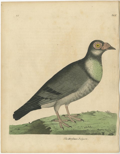 Antique Bird Print of a Horseman Pigeon, Handcolored, 1740, view 2