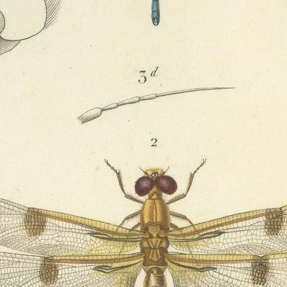 Antique Dragonfly Print, Agrion de Chine, French Natural History Engraving 1800, close-up 6
