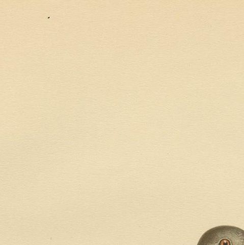 Antique Bird Print of the Oriental Turtle Dove by Von Wright, 1929, close-up 1
