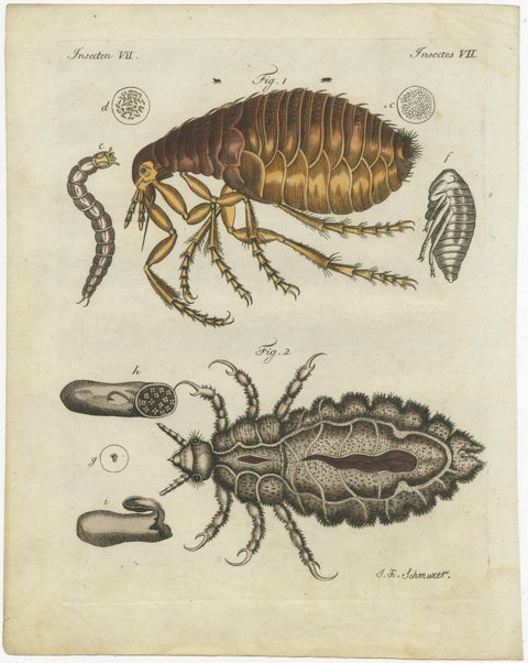 Original Antique Print of the Human Flea and Human Louse, view 2