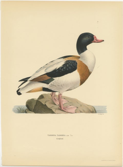 Harbor of Elegance: Bird Print of The Common Shelduck by Magnus von Wright, 1929, view 2