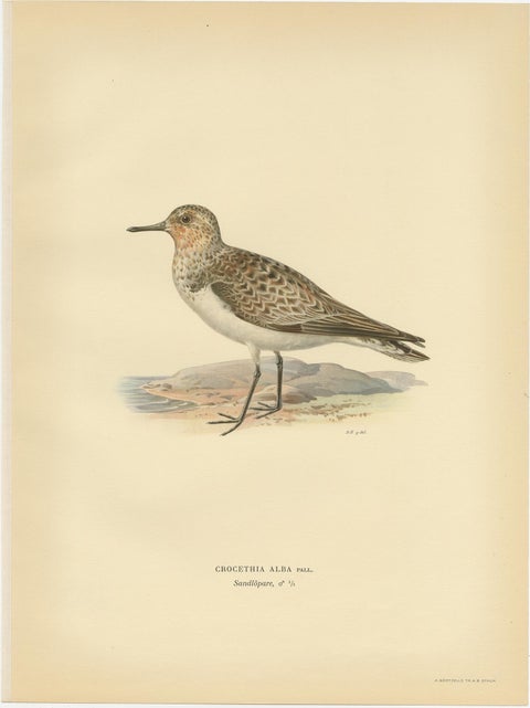 Antique Bird Print of the Sanderling 'Male' by Von Wright, 1929, view 2