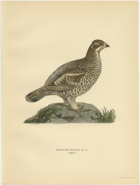 Antique Bird Print of the Hazel Grouse 'Female' by Von Wright '1929', view 4