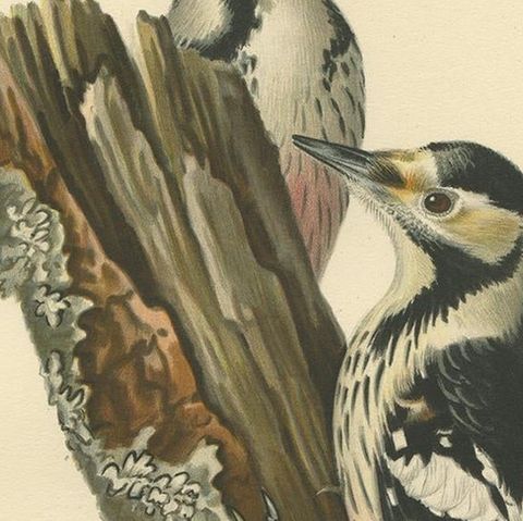 Antique Original Bird Print of Male and Femail White-Backed Woodpecker, 1927, close-up 2
