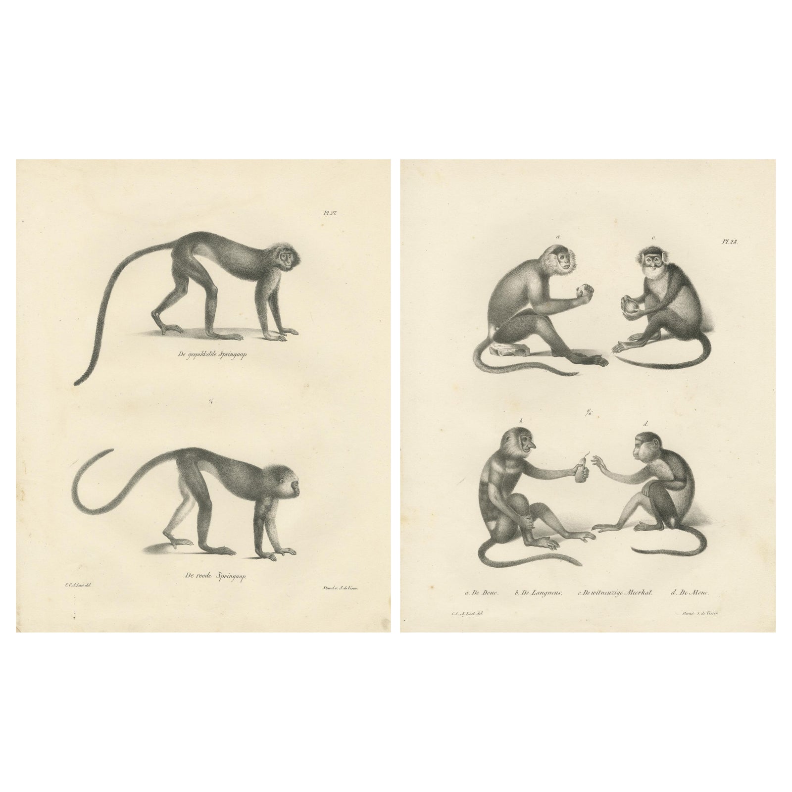 Spring Monkeys and Other Species, Lithographs by Last, 1836, Zoological Studies