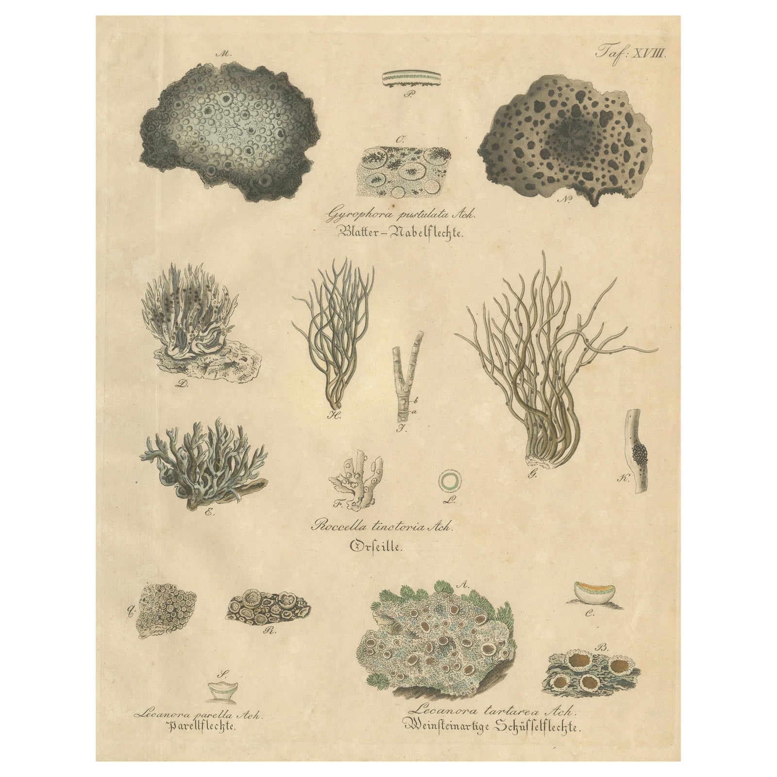 Antique Lichen Botanical Print, Dye & Chemical Species, c.1831