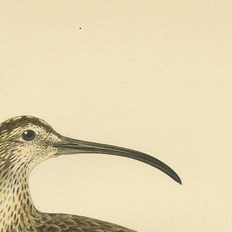 Antique Bird Print of the Eurasian Whimbrel by Von Wright, '1929', close-up 1