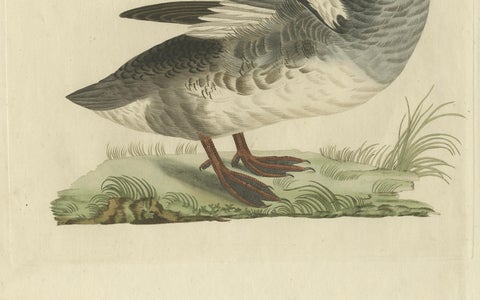 Male Common Merganser Antique Bird Print by Sepp & Nozeman, circa 1809, close-up 2