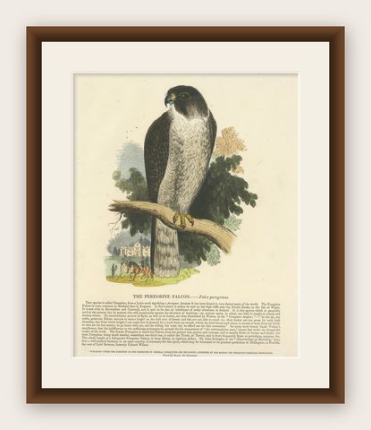 The Peregrine Falcon, Antique Wood Engraving, circa 1860, shown framed
