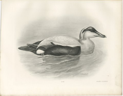 Eider Drake Swimming, Plate CLXXXVII after Lilian Medland, c. 1909, view 2