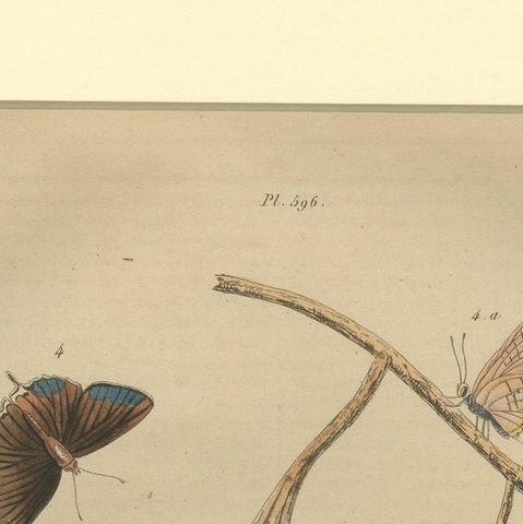 Antique Print of the Common Blue and Other Butterflies, ca.1835, close-up 1