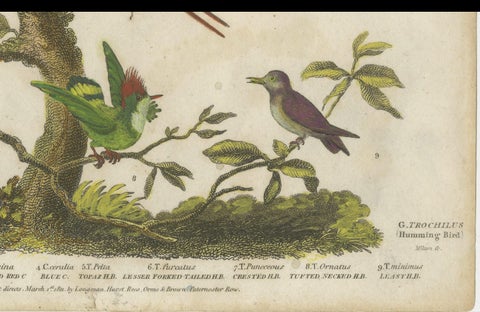 Diverse Avian Species: An early 18th-Century Ornithological Study, 1811, close-up 4