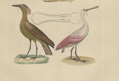 Original Hand-Colored Print of a Boatbill, Hammerhead and a Pink Spoonbill Bird, close-up 2