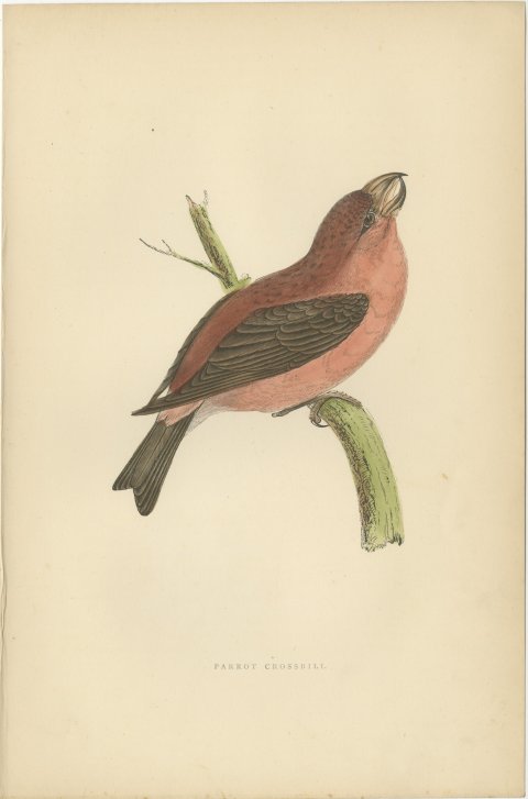 Parrot Crossbill on a Broken Branch, Antique Bird Print, Morris, 1896, view 2