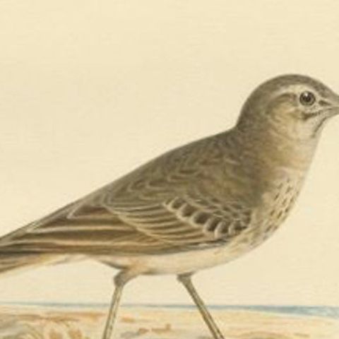 Beautiful Antique Bird Print of the Tawny Pipit, 1927, close-up 2