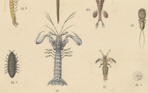 Crustaceans & Marine Invertebrates Print: Crab, Lobster, Horseshoe Crab - 1867, close-up 3