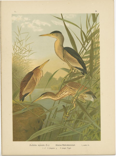 Antique Bird Print of the Little Bittern by Naumann, circa 1895, view 4