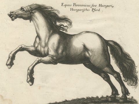 Early Frisian and Hungarian Horse Engraving by Jonstonus & Merian, 1650, close-up 3