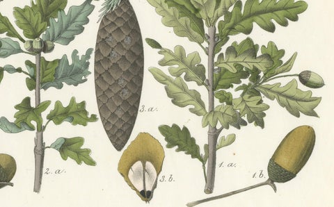 Hand-Colored Botanical Lithograph of Spruce, Oak, Currant, 1854, close-up 1