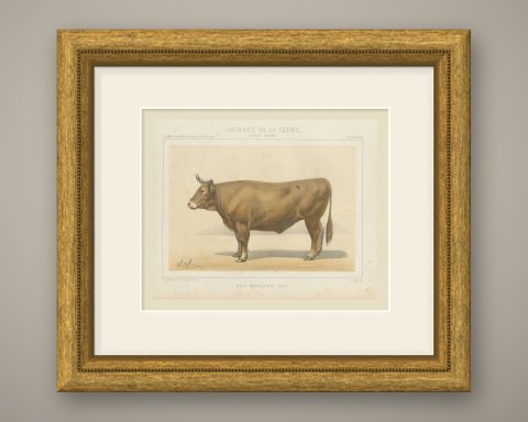 Bresse Ox, French Cattle Breed, Antique Chromolithograph by Borie, 1863, shown framed