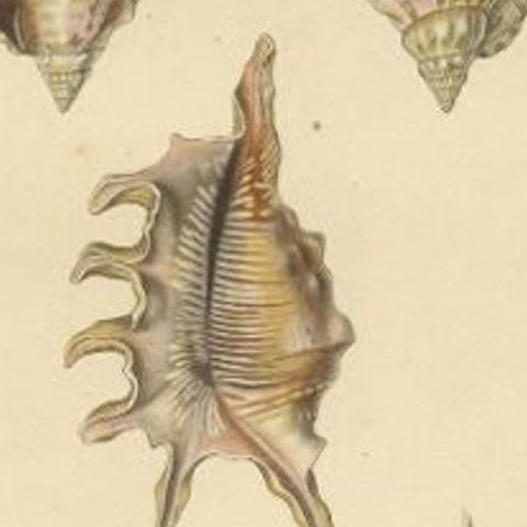 Original Antique Print of Various Conch Shells, c.1829, close-up 1