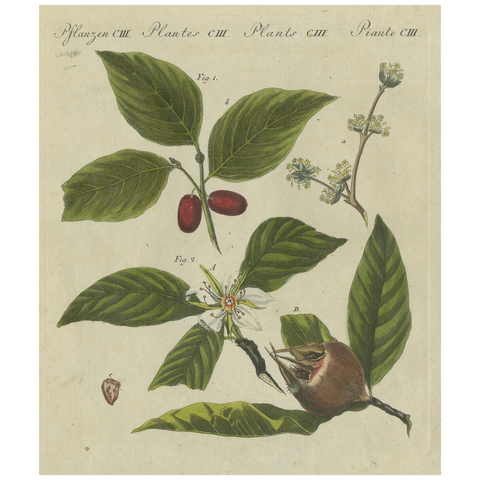 Medlar and Cornelian Cherry: Blossoms, Fruit, and Seeds, Bertuch, 1805