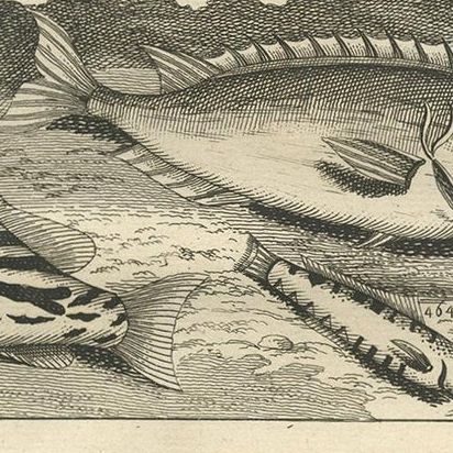 Antique Print of Fish Species 'no. 461' by Valentijn '1726', close-up 1