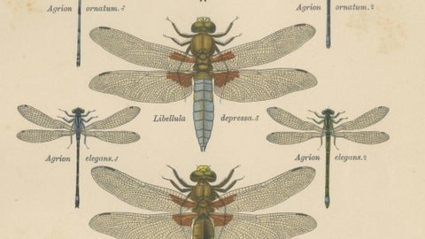 Set of Three Dragonfly Lithographs from Die Geradflügler Mitteleuropas, 1908, close-up 3