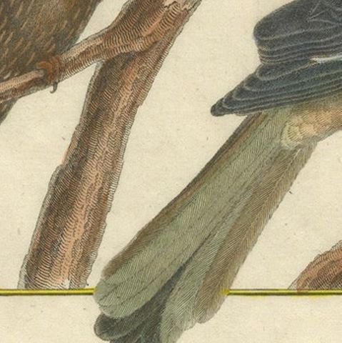 Hand-Colored Engraving of Warblers and Blackbirds from Histoire Naturelle, 1790, close-up 5