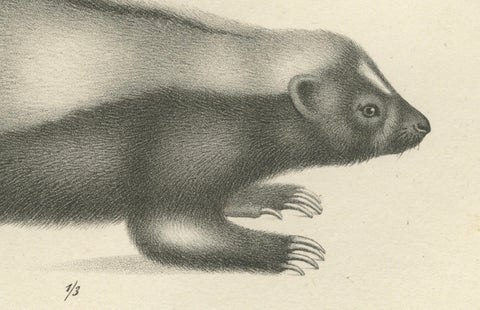 19th-Century Lithograph of a Skunk and European Otter in Exquisite Detail, close-up 2