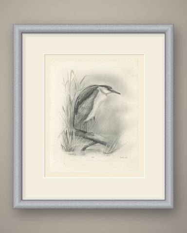 Adult Night Heron on a Fallen Branch, Plate CLII after Lilian Medland, c. 1909, shown framed