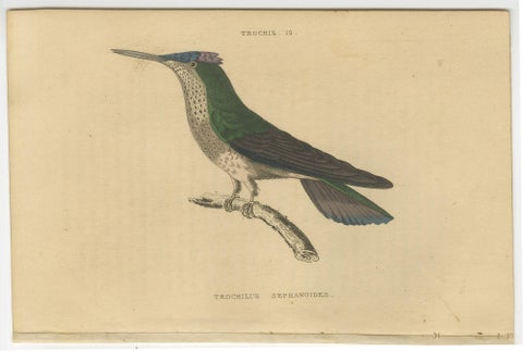 Set of 6 Antique Bird Prints, Evening Hummingbird, by Jardine, '1837', view 2
