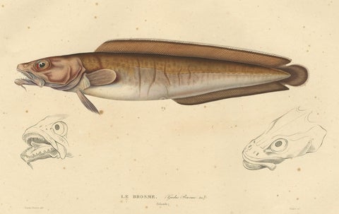 Antique Ichthyology Print, Cusk Fish (Le Brosme) from Gaimard Voyage, 1842, close-up 3