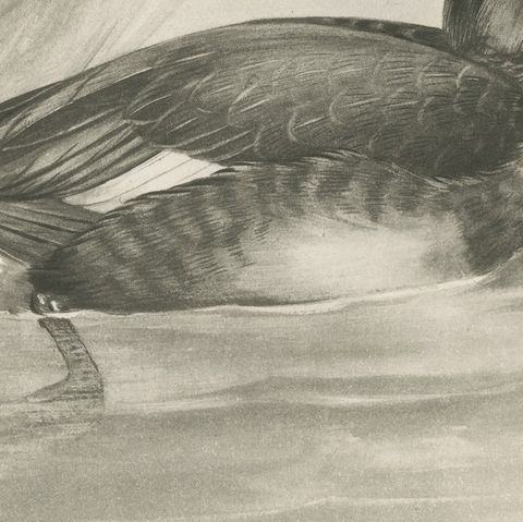 Diving Duck, Antique Bird Print after Lilian Medland, circa 1909, close-up 3