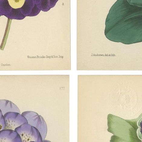 Set of 4 Antique Botany Prints, Purple, by Brooks 'c.1870', close-up 2