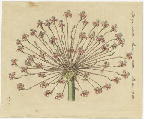 Brunsvigia Candelabra Lily Flower Head, Antique Bertuch Print, circa 1815, view 2