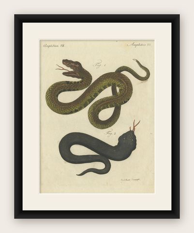 Antique Print of Various Viper Snakes 'c.1800', shown framed