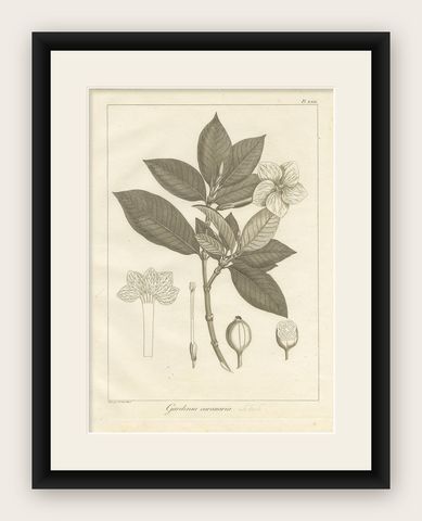 Antique Print of the Crown Gardenia Plant by Symes, '1800', shown framed
