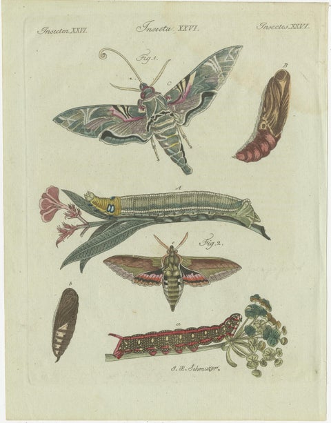 Unique Entomology Study - Hand-Colored Butterfly Prints Published in ca.1780, view 3