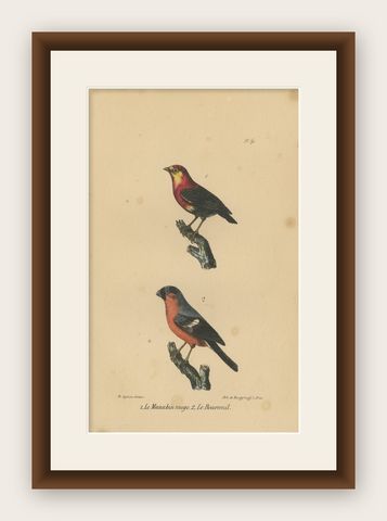 Pl. 59 Antique Bird Print of a Manakin and Bullfinch by Lejeune, 'c.1830', shown framed